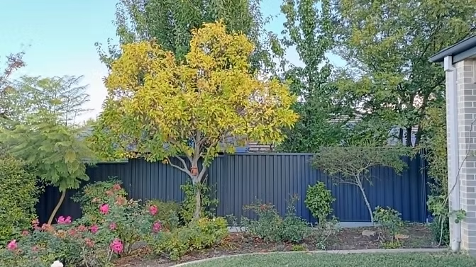 Fencing and outdoor project